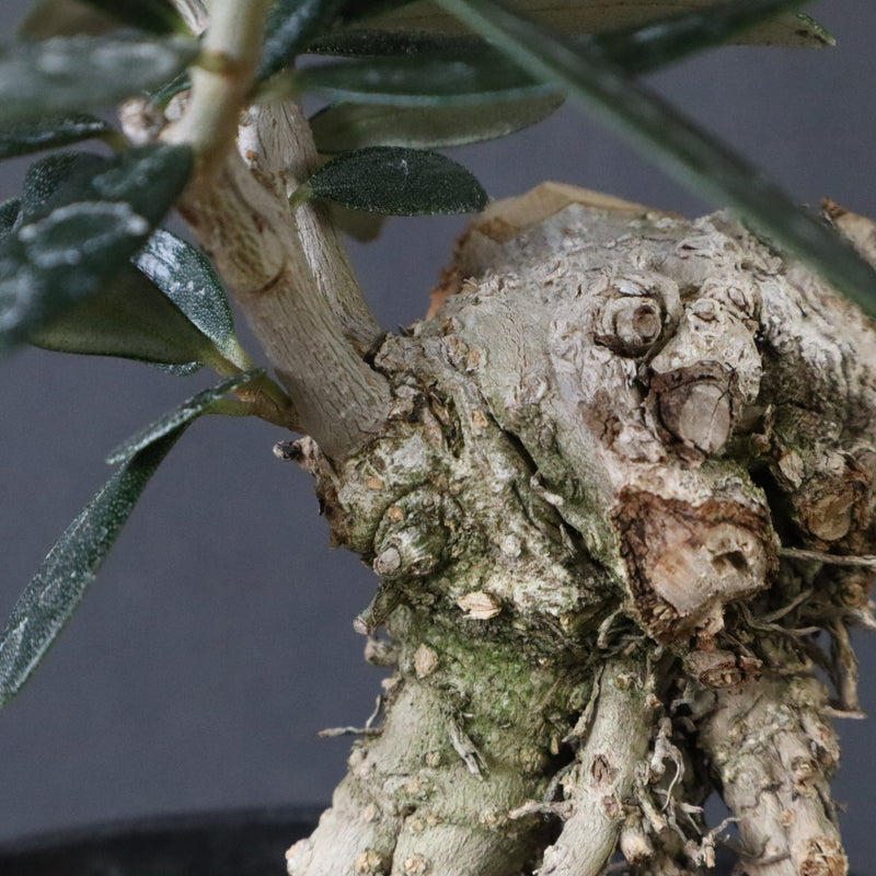 オリーブ（マンザロ二）　EC1172