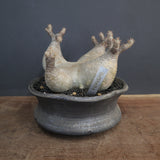 【sou.】P.グラキリス 1248