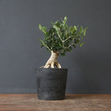 オリーブ（アルベキーナ）　EC1174