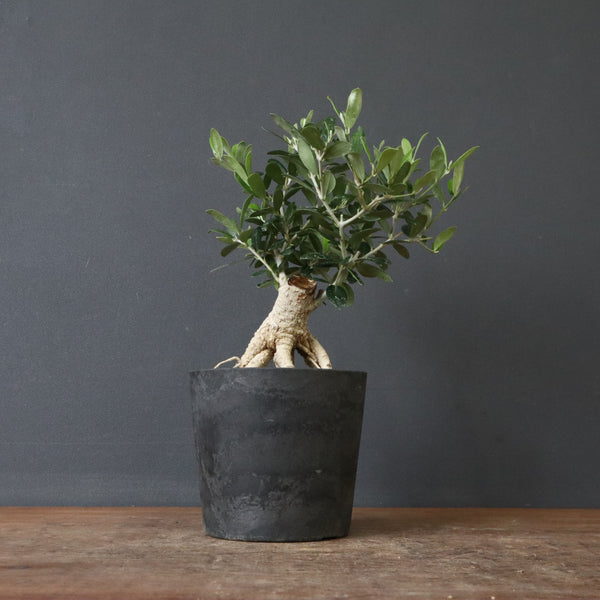 オリーブ（アルベキーナ）　EC1174