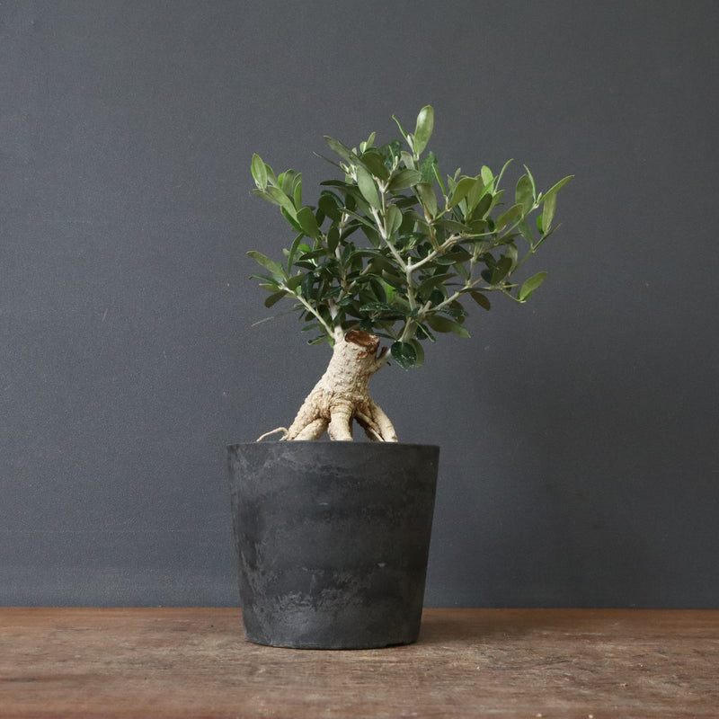 オリーブ（アルベキーナ）　EC1174