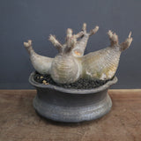 【sou.】P.グラキリス 1248