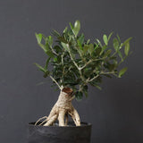 オリーブ（アルベキーナ）　EC1174