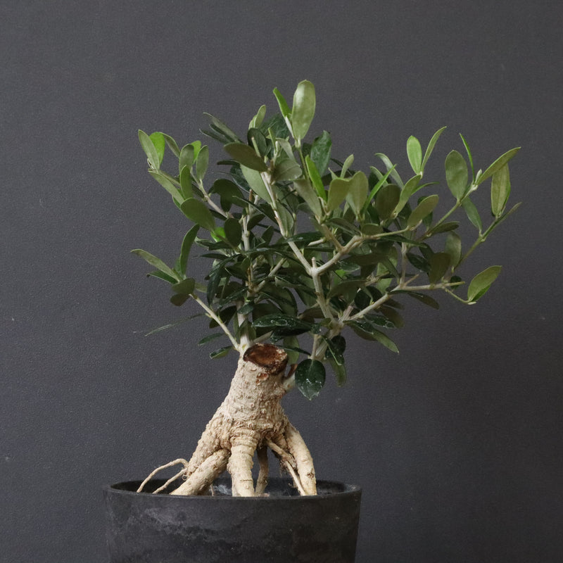 オリーブ（アルベキーナ）　EC1174