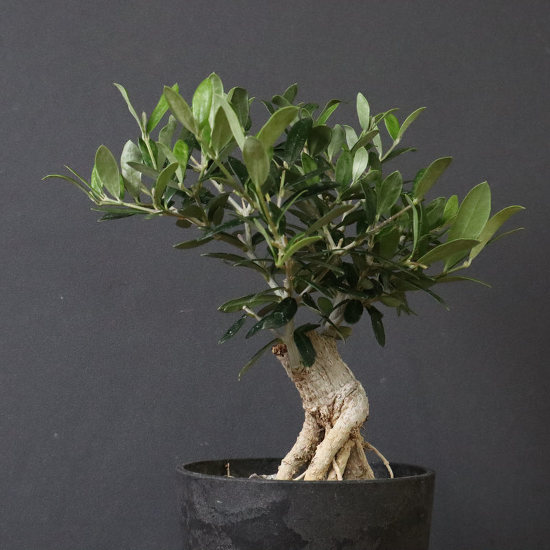 オリーブ（アルベキーナ）　EC1174