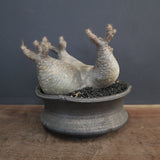 【sou.】P.グラキリス 1248