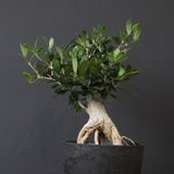 オリーブ（アルベキーナ）　EC1174