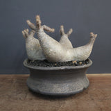 【sou.】P.グラキリス 1248