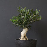 オリーブ（アルベキーナ）　EC1174