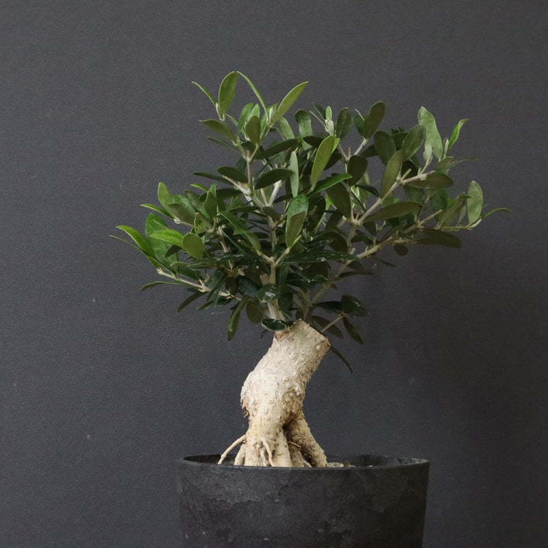 オリーブ（アルベキーナ）　EC1174