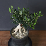 オリーブ（アルベキーナ）　EC1174