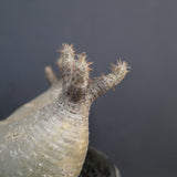 【sou.】P.グラキリス 1248