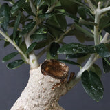 オリーブ（アルベキーナ）　EC1174