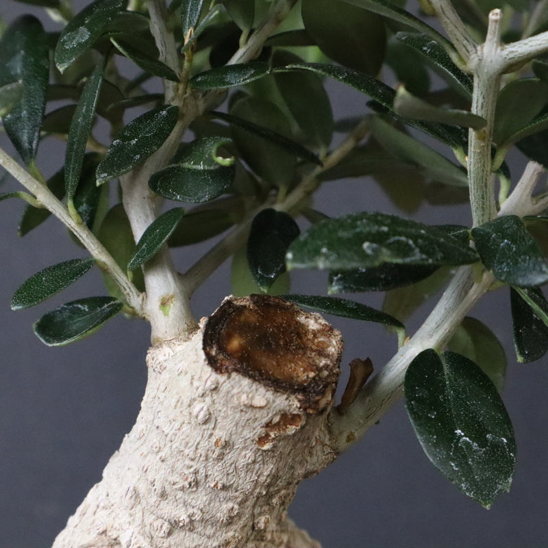 オリーブ（アルベキーナ）　EC1174