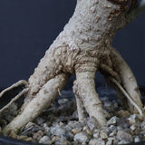 オリーブ（アルベキーナ）　EC1174