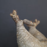 【sou.】P.グラキリス 1248