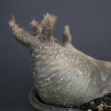 【sou.】P.グラキリス 1248