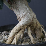 オリーブ（アルベキーナ）　EC1174