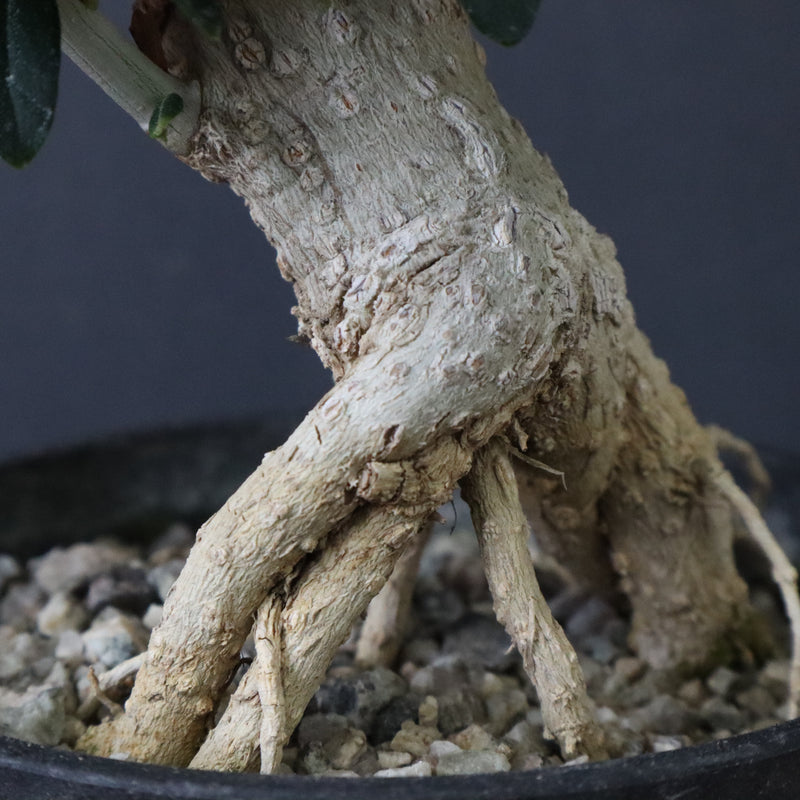 オリーブ（アルベキーナ）　EC1174