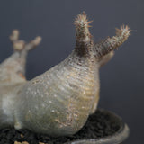 【sou.】P.グラキリス 1248