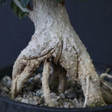 オリーブ（アルベキーナ）　EC1174