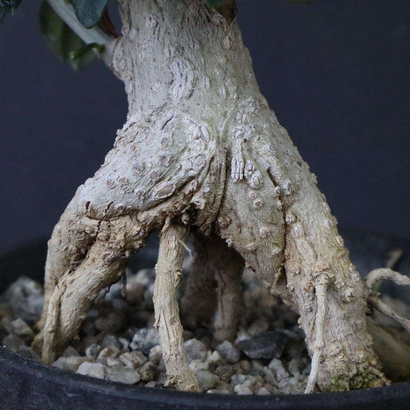 オリーブ（アルベキーナ）　EC1174