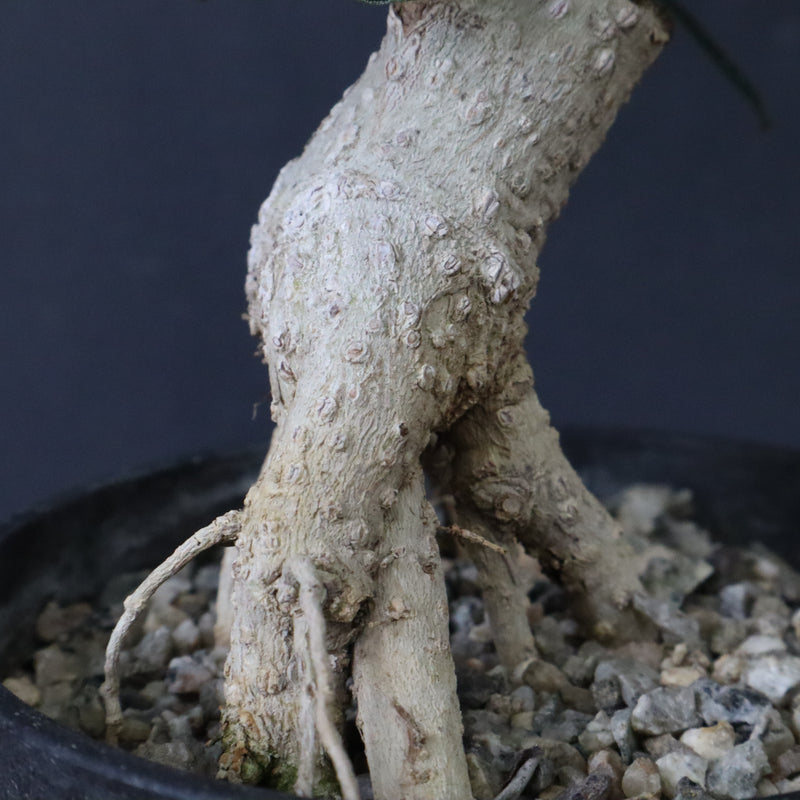 オリーブ（アルベキーナ）　EC1174