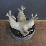 【sou.】P.グラキリス 1248