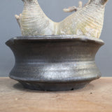 【sou.】P.グラキリス 1248