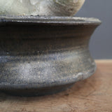 【sou.】P.グラキリス 1248