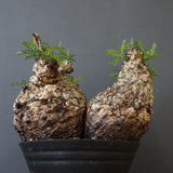 O.パキプス 62006