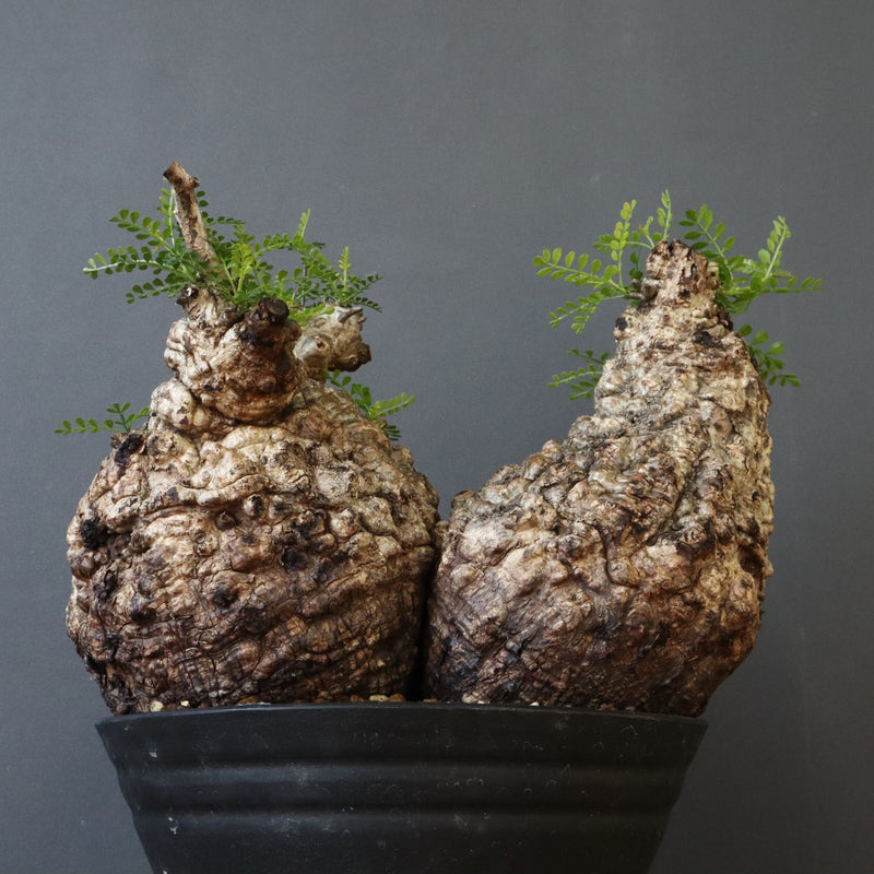 O.パキプス 62006