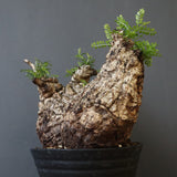 O.パキプス 62006