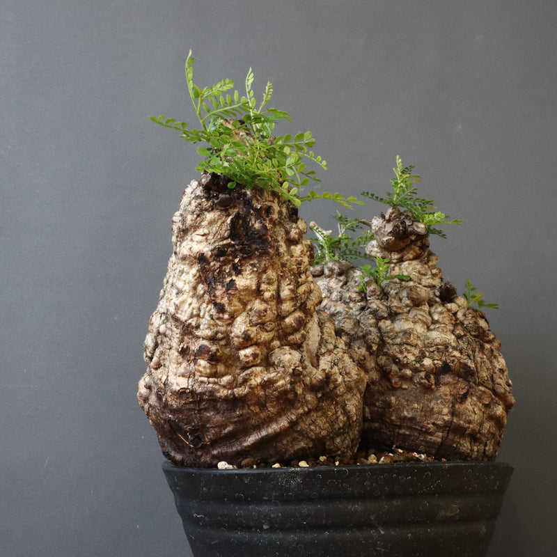 O.パキプス 62006