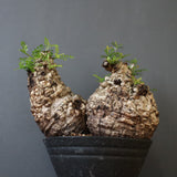 O.パキプス 62006