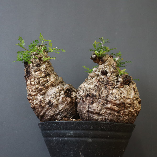 O.パキプス 62006