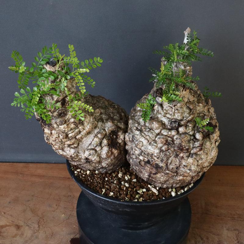 O.パキプス 62006