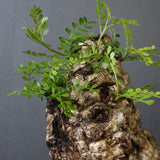 O.パキプス 62006