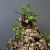 O.パキプス 62006