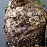 O.パキプス 62006