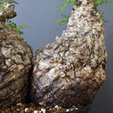 O.パキプス 62006