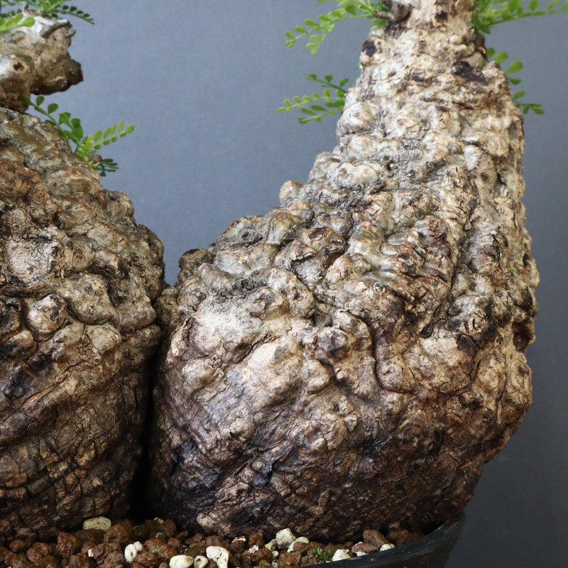 O.パキプス 62006