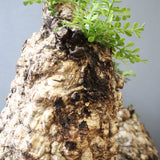 O.パキプス 62006