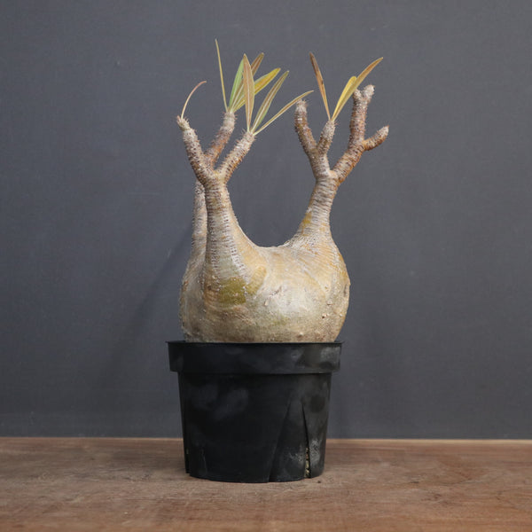 P.グラキリス 565 – TaiShoDo ONLINE SHOP