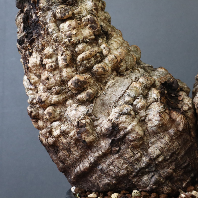 O.パキプス 62006