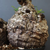 O.パキプス 62006