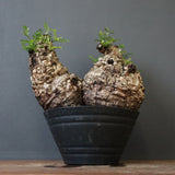 O.パキプス 62006