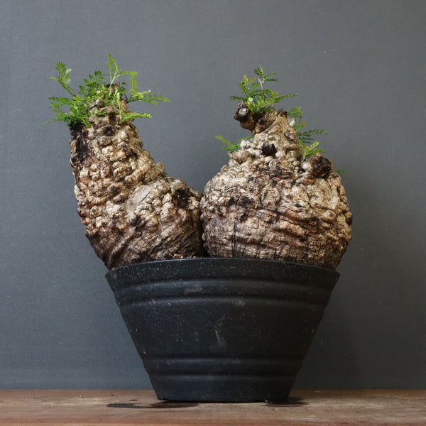 O.パキプス 62006