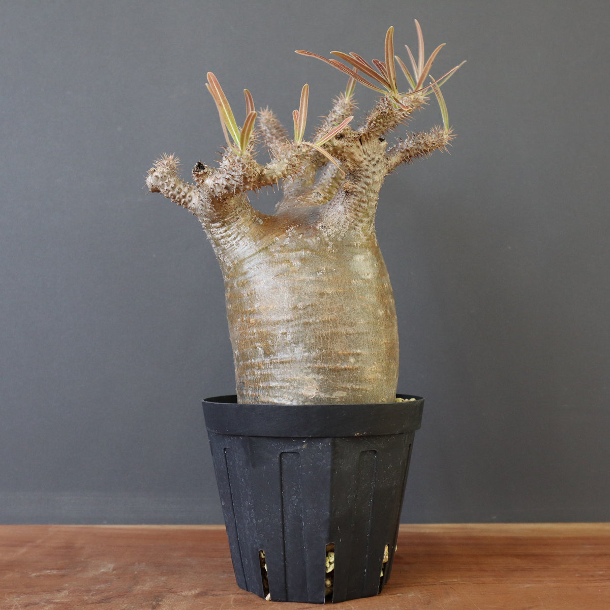 【綴化】パキポディウム　グラキリス３ パキポディウム・グラキリス – 3ページ目 – TaiShoDo ONLINE SHOP