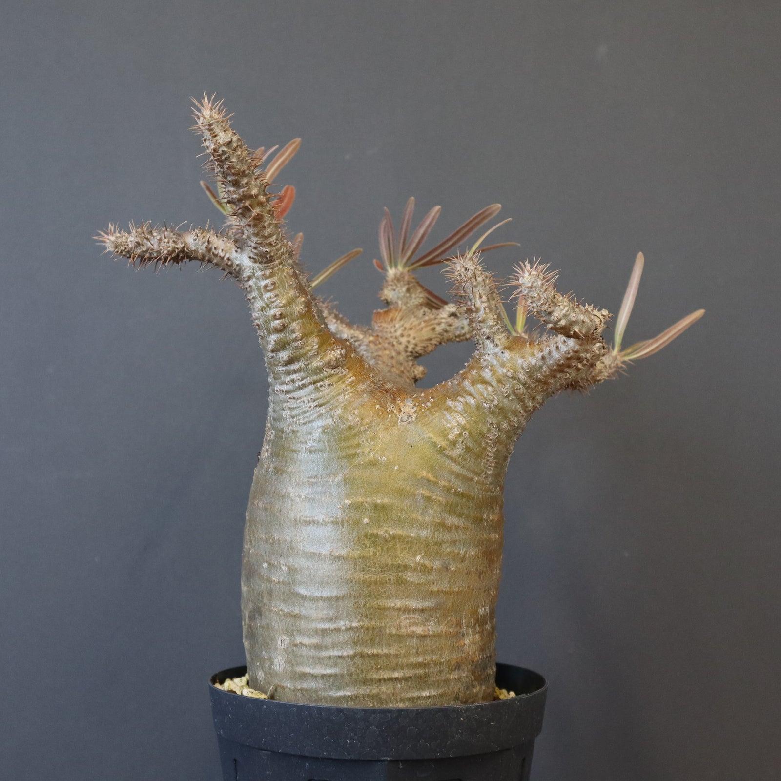 特価！グラキリス　綴化 P.グラキリス 808【綴化】 – TaiShoDo ONLINE SHOP